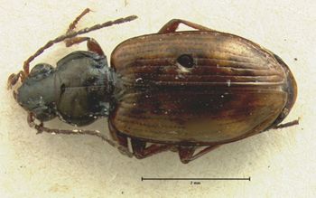 Media type: image;   Entomology 5524 Aspect: habitus dorsal view